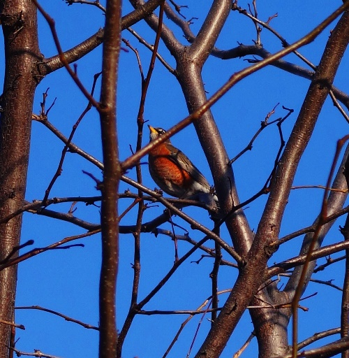 Robin, Robin red breast, tree, spring, sign of spring