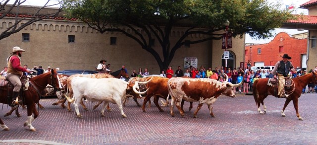 Texas Longhorns, Texas, Fort Worth, Cattle Drive