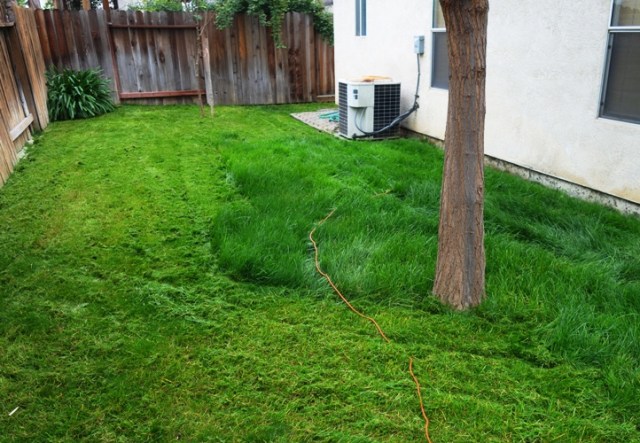 Mowing, Winter, Green Grass, California winter, Tall grass