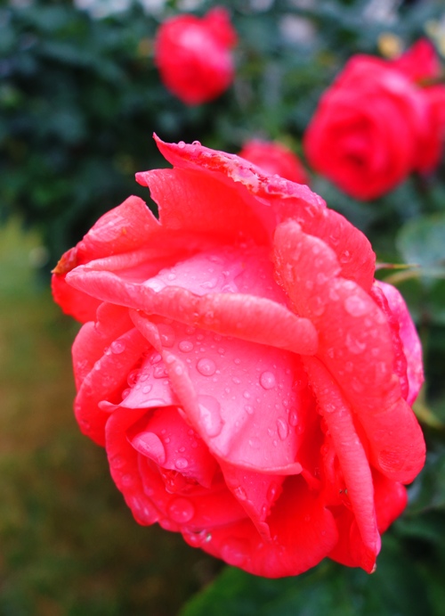 Raindrops on Roses, Favorite Things, Tropicana Rose