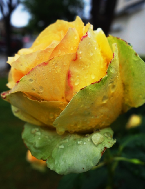 Raindrops on St. Patrick Rose, Yellow Rose, Green Rose