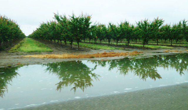Large Puddle, Rain Puddles, Flooding, orchards