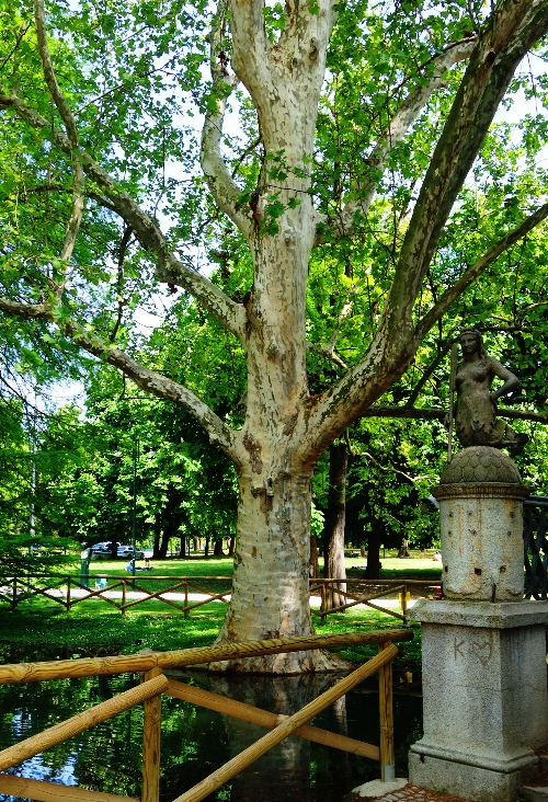 Majestic Tree, Sempione Park, Milan, City Park, Then and Now