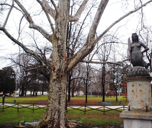 Sempione Park, Milan, Tree in Winter