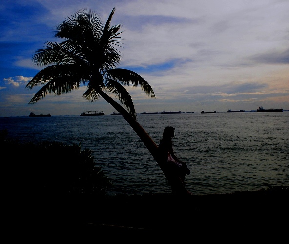 silhouettes, Singapore, beach, palm tree, sunset