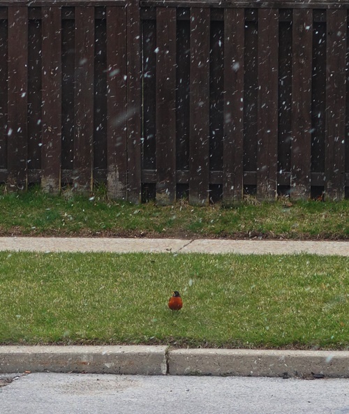 Robin in Snow, April Snow, Spring Snow, Canada, Toronto