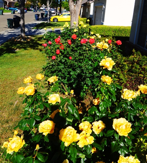 Spring Roses, Yellow Roses, Tropicana, Floribunda, St. Patrick Rose