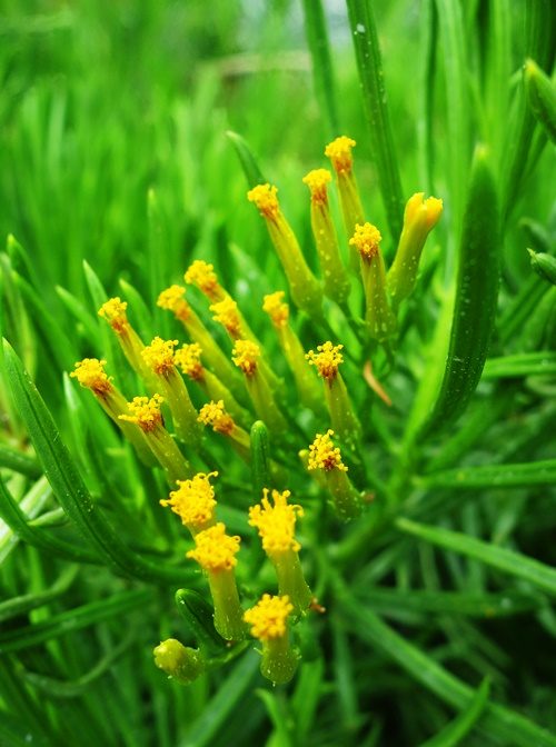 Flower Dome, Gardens by the Bay, Singapore, Yellow Flowers