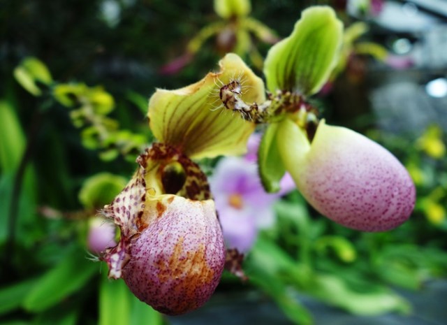 Rain Forest, Flowers, Cloud Forest, Gardens by the Bay, Singapore