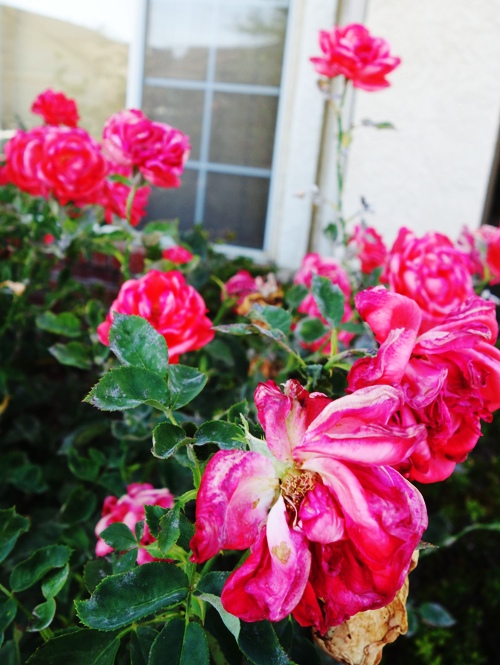 Tropicana Roses, Hybrid Roses, Heat Damaged Blooms, Hot