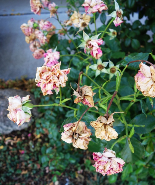 Pink Floribunda, Pink Roses, Dried out Roses