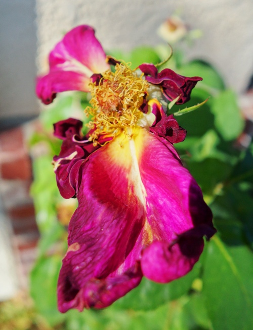 Dried out rose petals, Mr. Lincoln Rose, Hot Weather