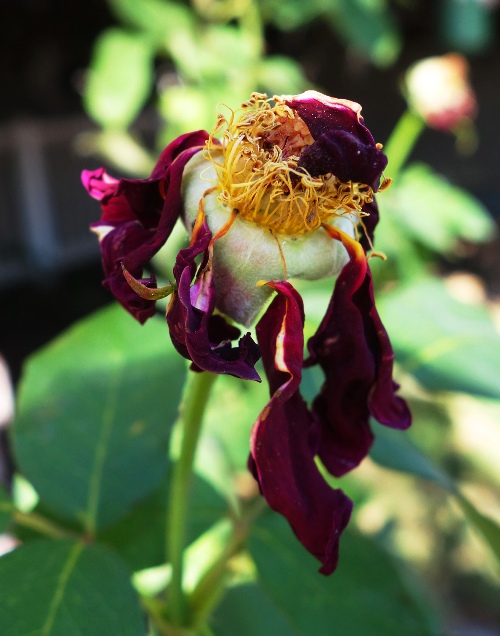 Mister Lincoln Rose, Dried out rose blooms, dried petals