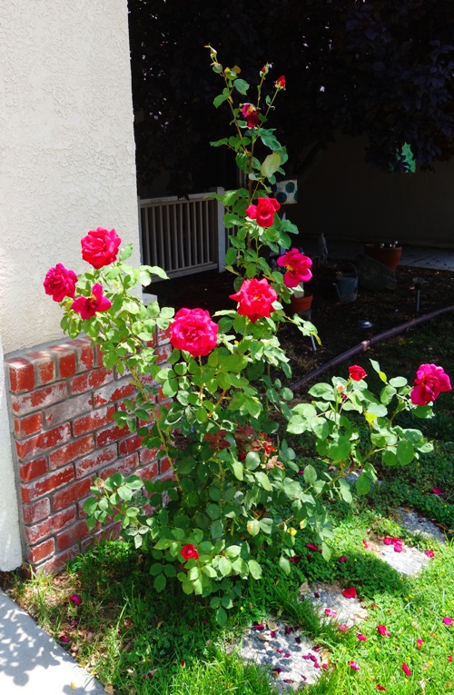 Roses, Mister Lincoln, Red Roses, Home to Roses, Rose Garden