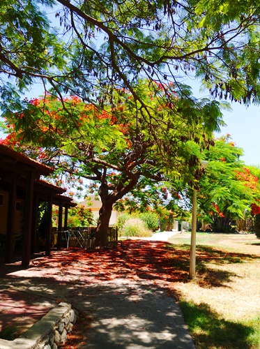 Kubitz, Beautiful Grounds, trees, colorful trees