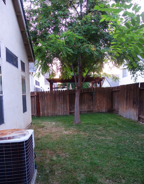 Fenced Backyard, yard, drought