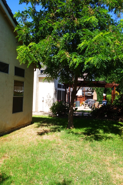 Fenceless back yard, fence replacement