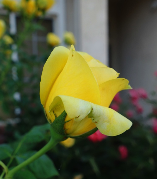 Yellow Rose, June Rose, Yard, Rose Bush