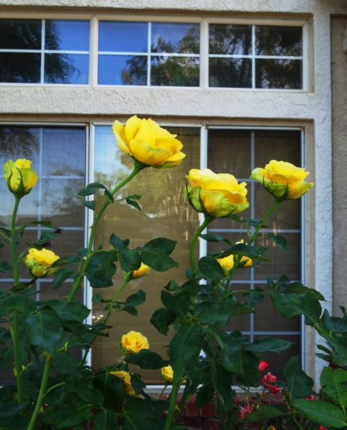 Yellow Roses, Afternoon in the Yard, Rose Bush, St. Patrick