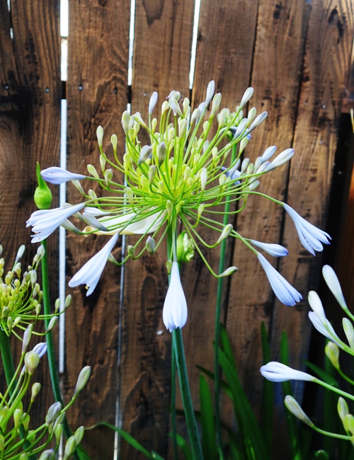 Agapanthus, Back Yard, Flowers, June Flowers