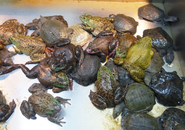 Turtles and Frogs, Chinese Grocer, Uncommon foods, Frog Legs, Turtle Soup
