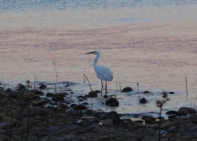 Bird on shore of Galilee, Sea of Galilee, Galilean Wildlife