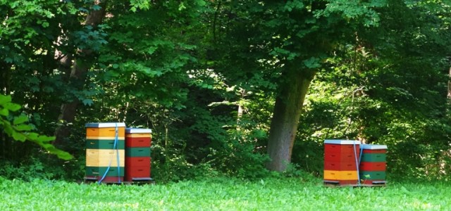 Bee Hives, Germany, Thuringia, Woods, Nature Reserve