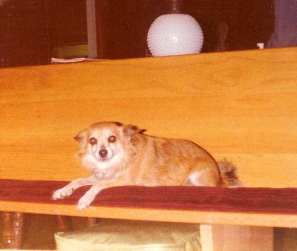 My dog pat, national dog day, my pet