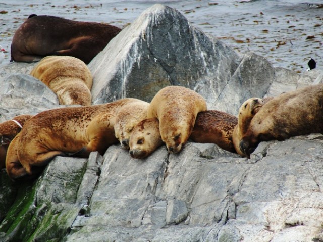 Sea Lions, Beagle Channel, La Isla de Los Lobos, Argentina, Lazy 