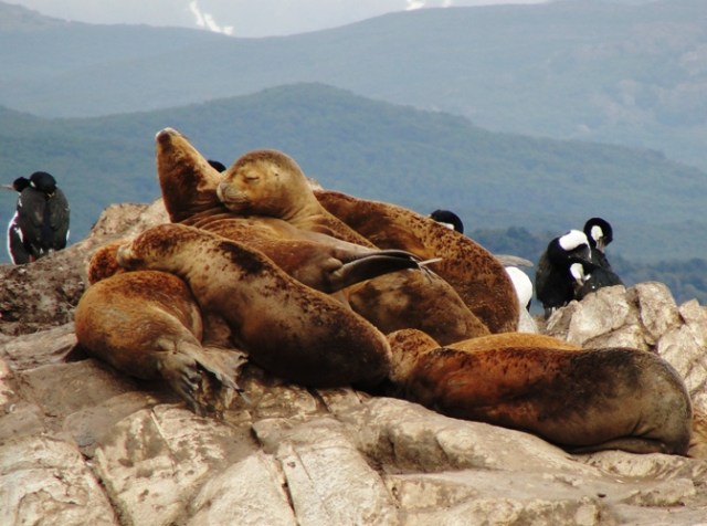 Sea Lions, Beagle Channel, La Isla de Los Lobos, Argentina, Lazy 