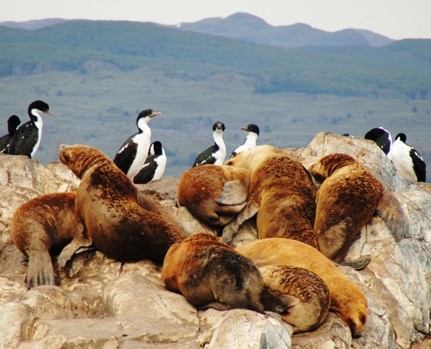 Sea Lions, Beagle Channel, La Isla de Los Lobos, Argentina, Lazy 