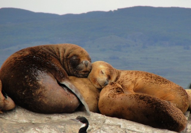 Sea Lions, Beagle Channel, La Isla de Los Lobos, Argentina, Lazy 