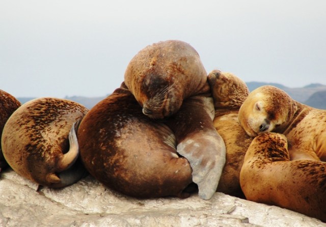 Sea Lions, Beagle Channel, La Isla de Los Lobos, Argentina, Lazy 