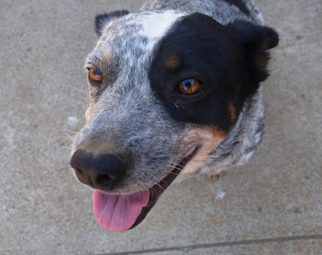 Barnyard Dog, dogs, pets, country dogs