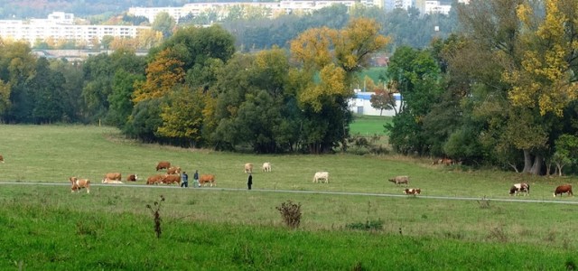 Fields, cattle, Germany, hiking, countryside, Jena