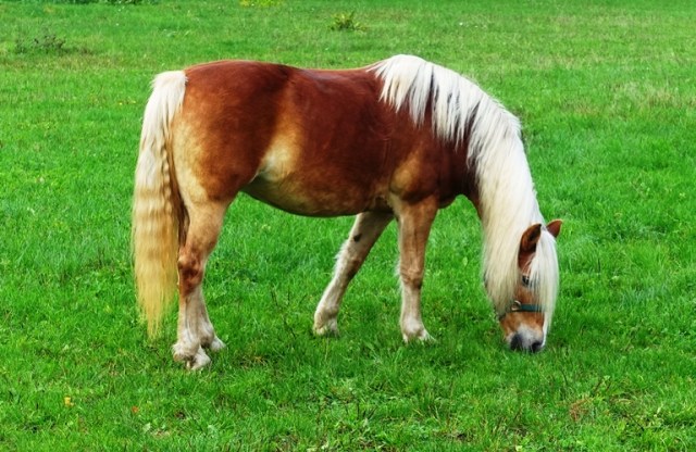 Horse, Large Mane, tail, field, country, Jena, Germany