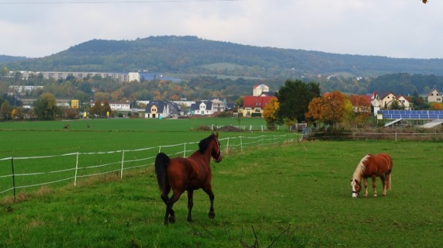 Horses, field, Germany, Jena, countryside