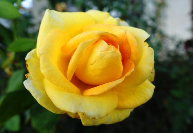 Yellow rose, new camera, first pictures, flowers