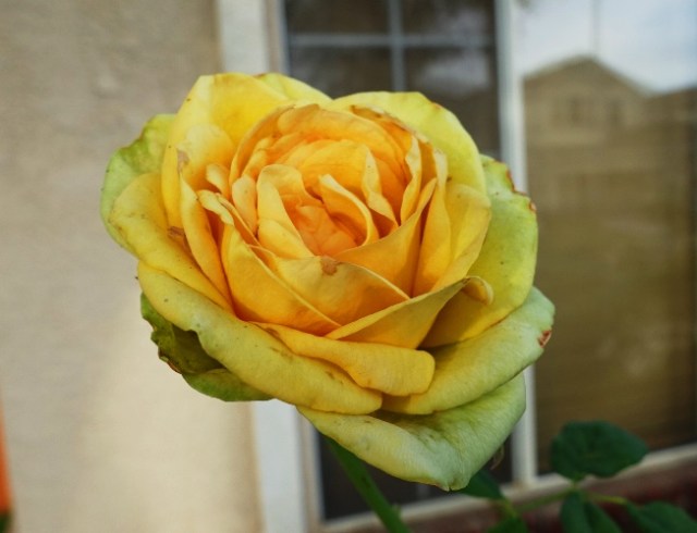 Green Rose, Yellow Rose, Hybrid Tea, Flowers, Roses
