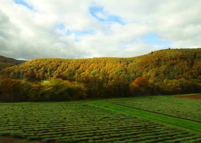Beautiful fall color, Germany, Train Delay