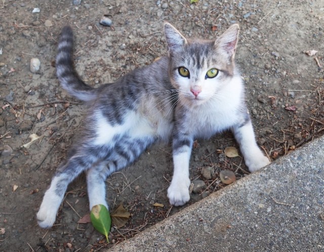 Shy Kitten, Little kittens, Barn kittens, orchard, barn, farm
