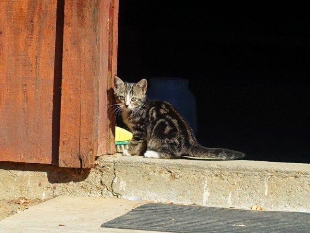 Shy Kitten, Little kittens, Barn kittens, orchard, barn, farm