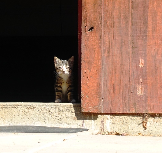 Shy Kitten, Little kittens, Barn kittens, orchard, barn, farm