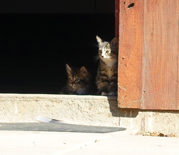 Shy Kitten, Little kittens, Barn kittens, orchard, barn, farm