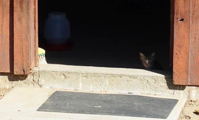 Shy Kitten, Little kittens, Barn kittens, orchard, barn, farm
