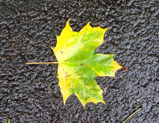Leaves, Jena, Germany, Autumn, Fall, Fall Color, Sidewalk