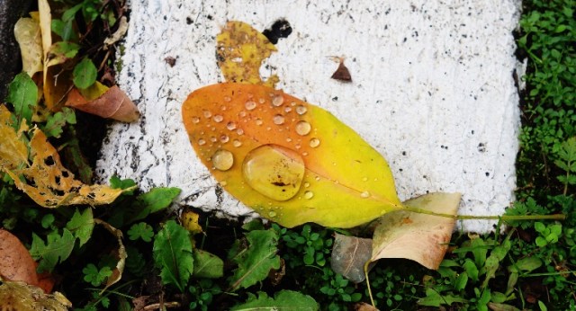 Leaves, Jena, Germany, Autumn, Fall, Fall Color, Sidewalk