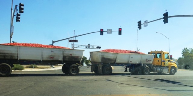 Harvest Time, Tomatoes, Tomato, agriculture, Central Valley, California