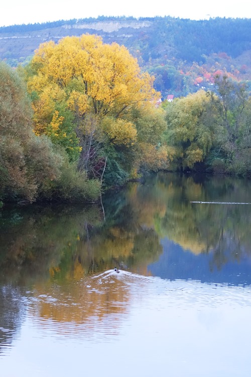 Jena, Germany, Saale River, Goschwitz, Fall Colors, Geese