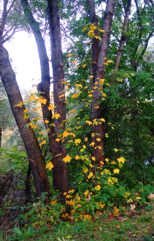 Trees, Jena, Yellow leaves, Rainy day, walk
